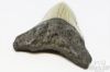 Picture of Genuine Megalodon Tooth Fossil 