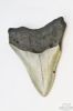 Picture of Genuine Megalodon Tooth Fossil 