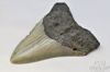 Picture of Genuine Megalodon Tooth Fossil 