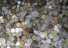 Picture of Assorted World/Foreign Coins 30lbs